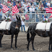 bishop mule days