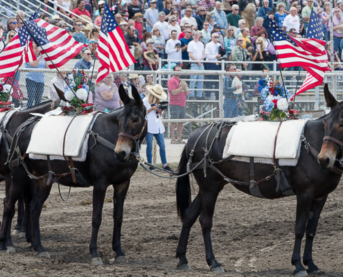 bishop mule days
