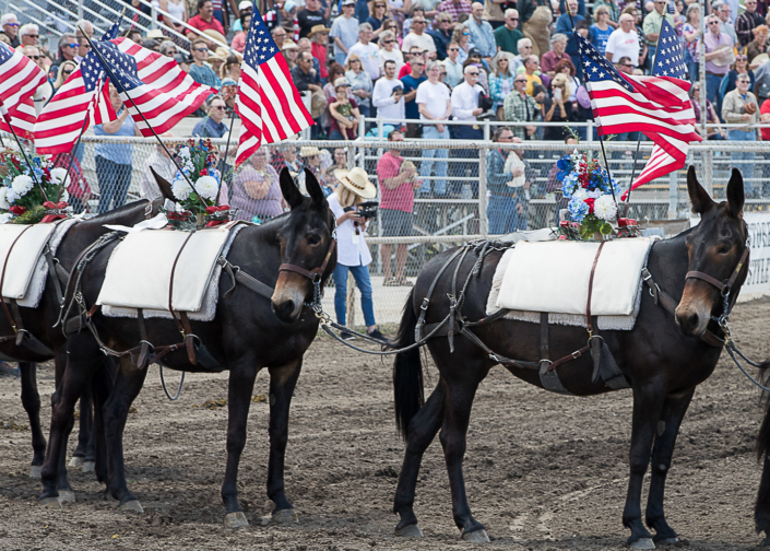bishop mule days
